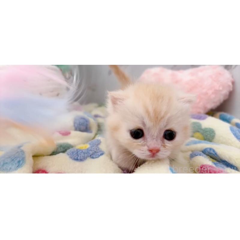 販売中の群馬県のマンチカン-138573の2枚目