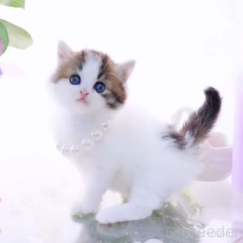 販売中の岐阜県のラガマフィン-138574の1枚目