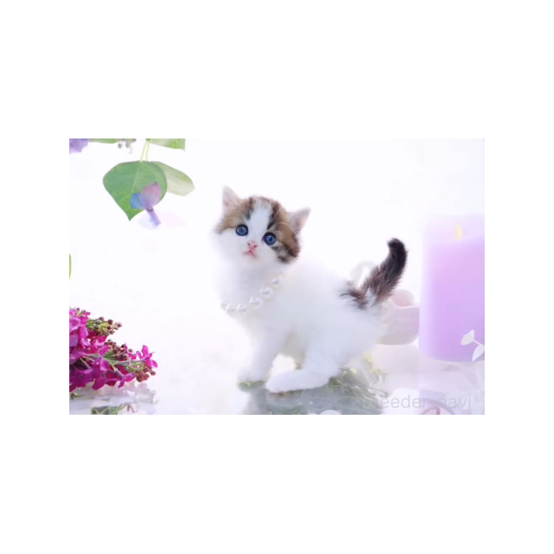 販売中の岐阜県のラガマフィン-138574の2枚目