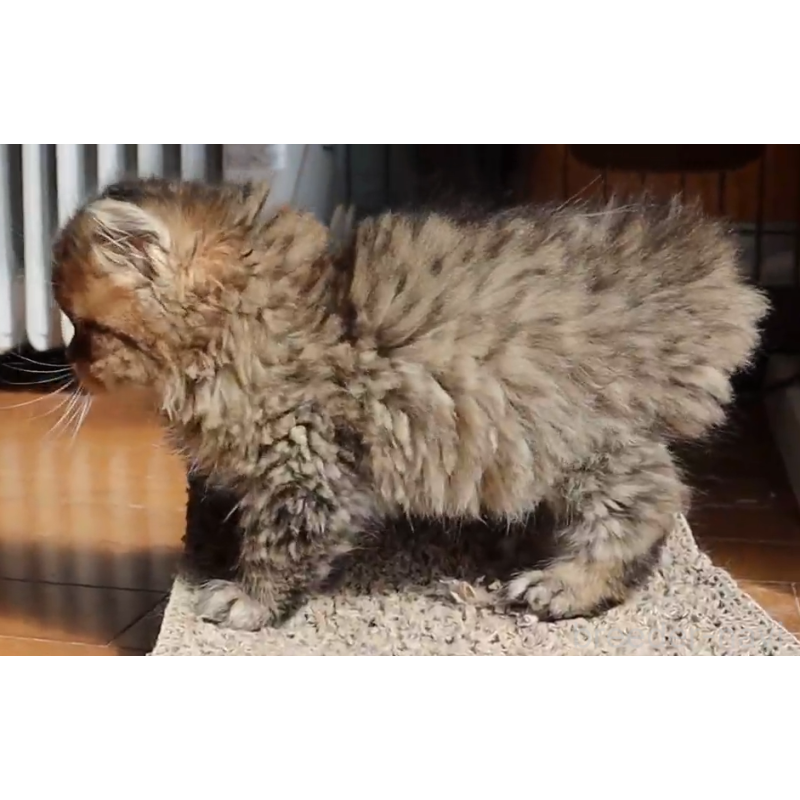 販売中の福岡県のペルシャ(チンチラ)-138579の2枚目