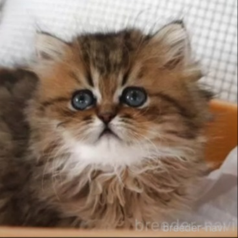 販売中の福岡県のペルシャ(チンチラ)-138579