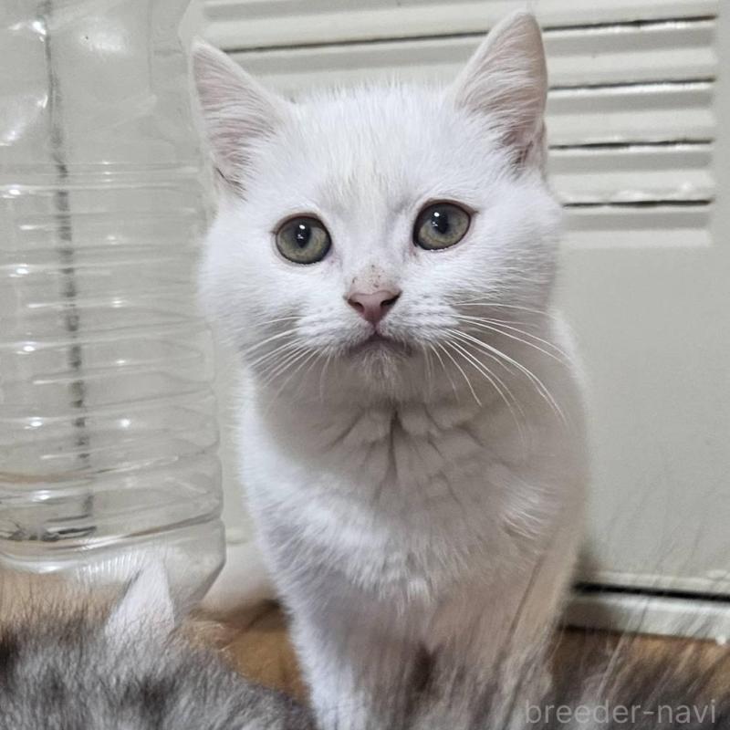 販売中の兵庫県のマンチカン-137777