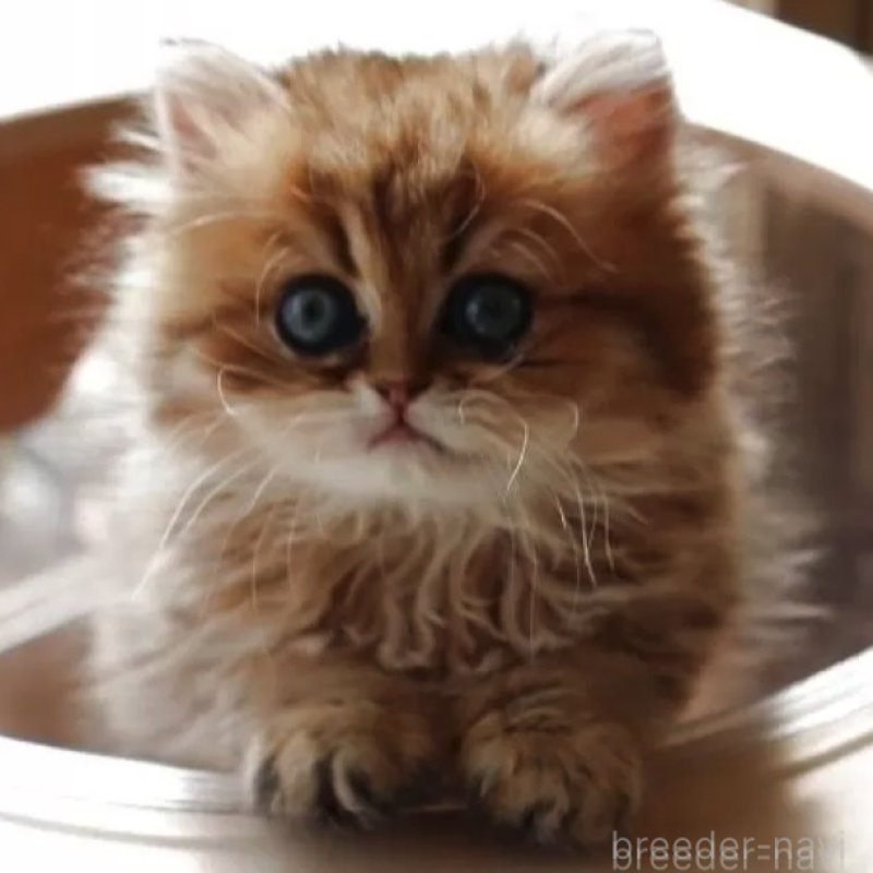 販売中の福岡県のペルシャ(チンチラ)-138580の1枚目