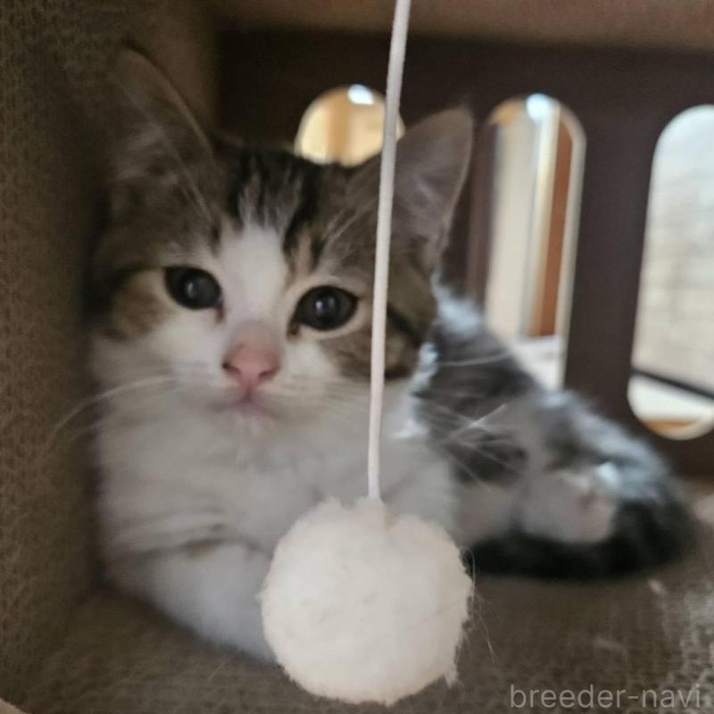 販売中の兵庫県のマンチカン-137778