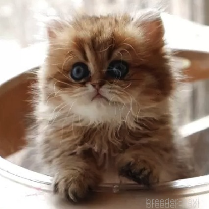 販売中の福岡県のペルシャ(チンチラ)-138580の2枚目