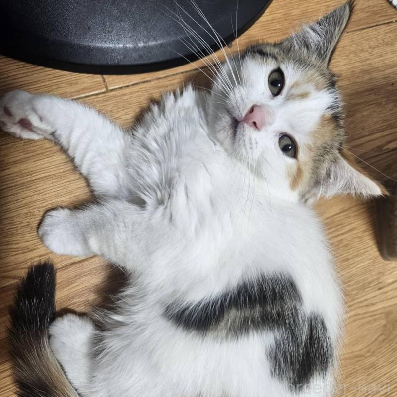 販売中の兵庫県のマンチカン-137779