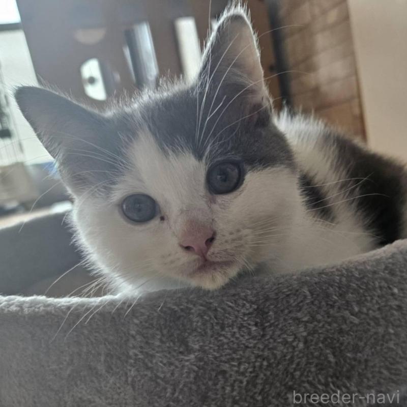 販売中の兵庫県のマンチカン-137781