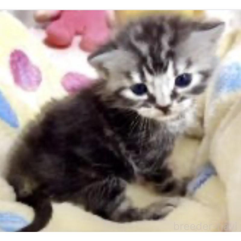 販売中の大阪府のスコティッシュストレート-138582の3枚目