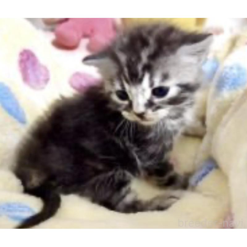 販売中の大阪府のスコティッシュストレート-138582の2枚目