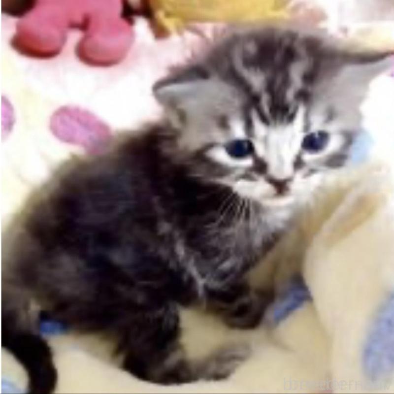 販売中の大阪府のスコティッシュストレート-138582