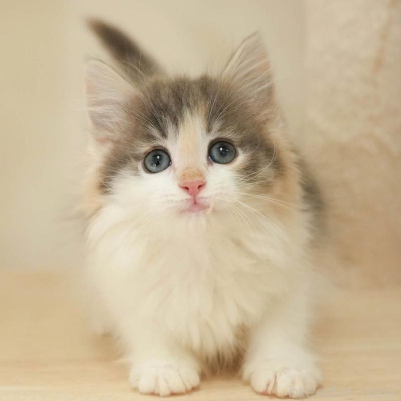 販売中の埼玉県のノルウェージャンフォレストキャット-138583