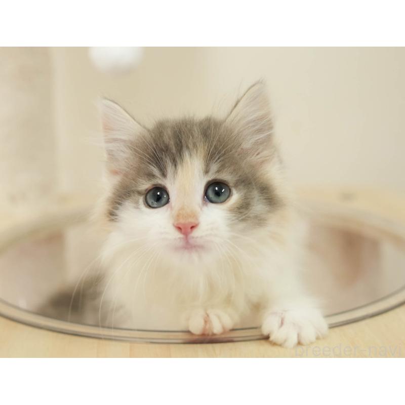 販売中の埼玉県のノルウェージャンフォレストキャット-138583の11枚目