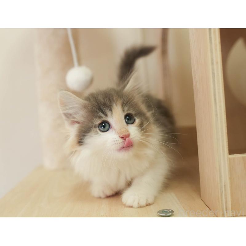 販売中の埼玉県のノルウェージャンフォレストキャット-138583の9枚目