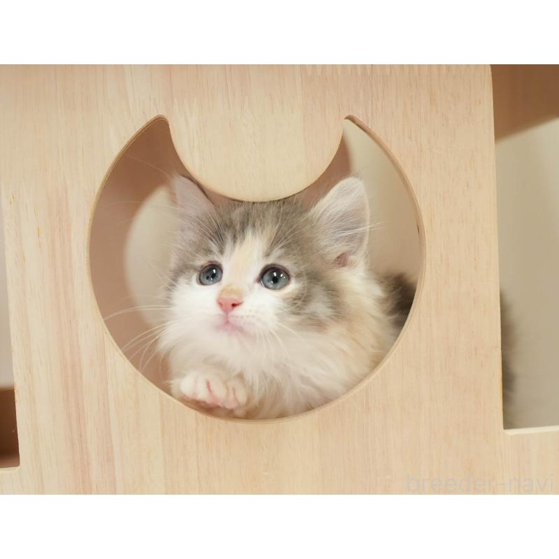 販売中の埼玉県のノルウェージャンフォレストキャット-138583の8枚目
