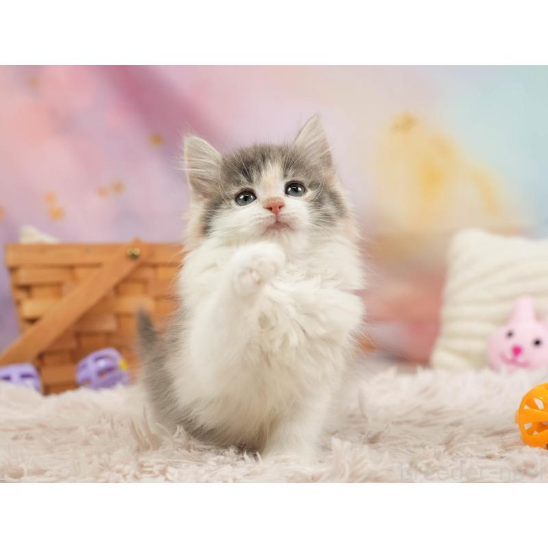 販売中の埼玉県のノルウェージャンフォレストキャット-138583の7枚目