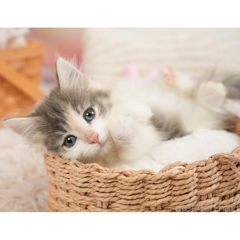 販売中の埼玉県のノルウェージャンフォレストキャット-138583の6枚目