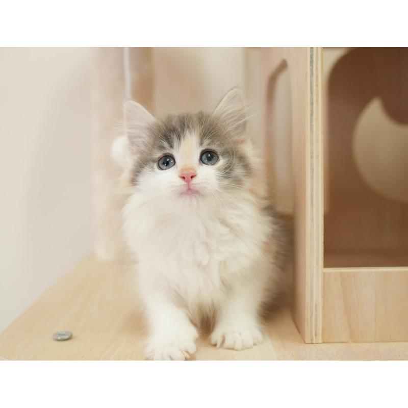 販売中の埼玉県のノルウェージャンフォレストキャット-138583の5枚目