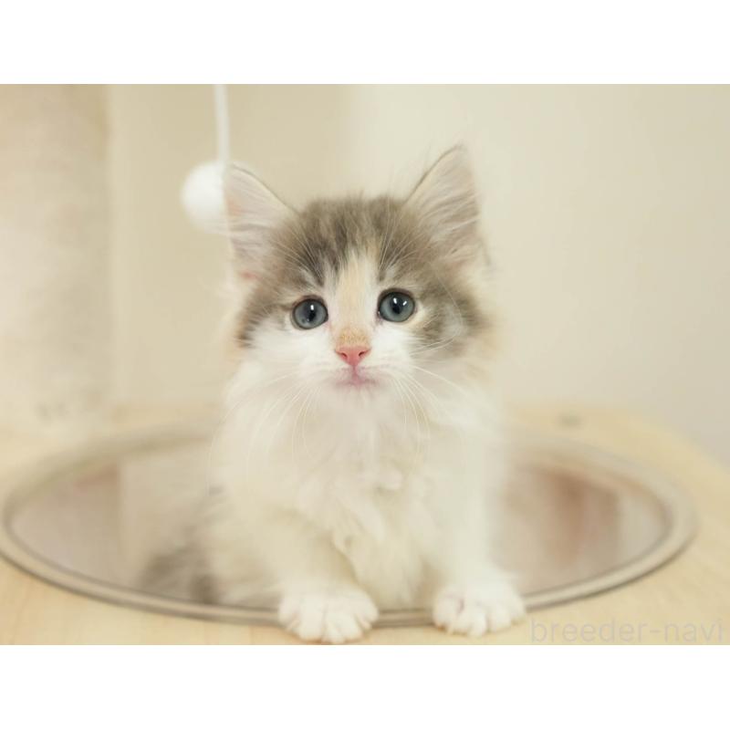 販売中の埼玉県のノルウェージャンフォレストキャット-138583の4枚目