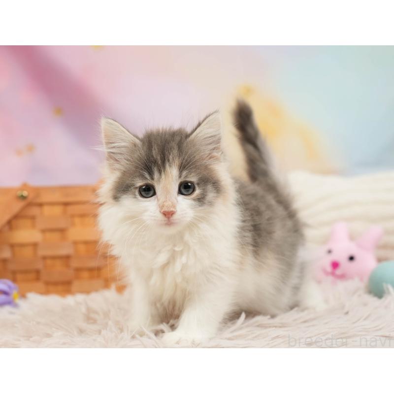 販売中の埼玉県のノルウェージャンフォレストキャット-138583の3枚目