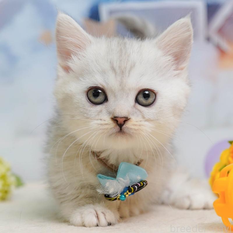 販売中の埼玉県のミヌエット-138584