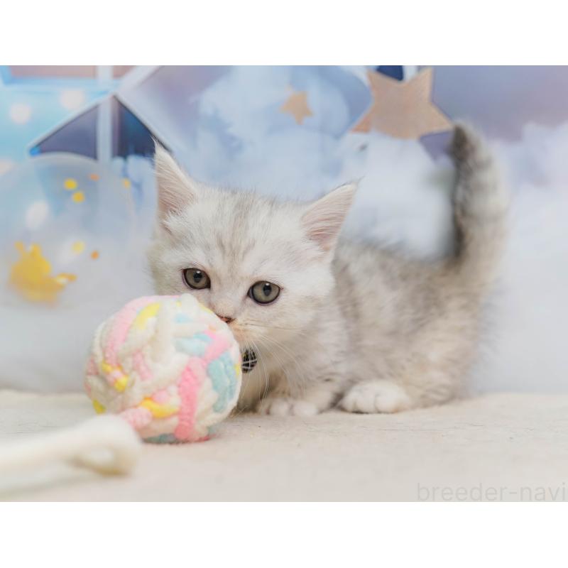 販売中の埼玉県のミヌエット-138584の9枚目