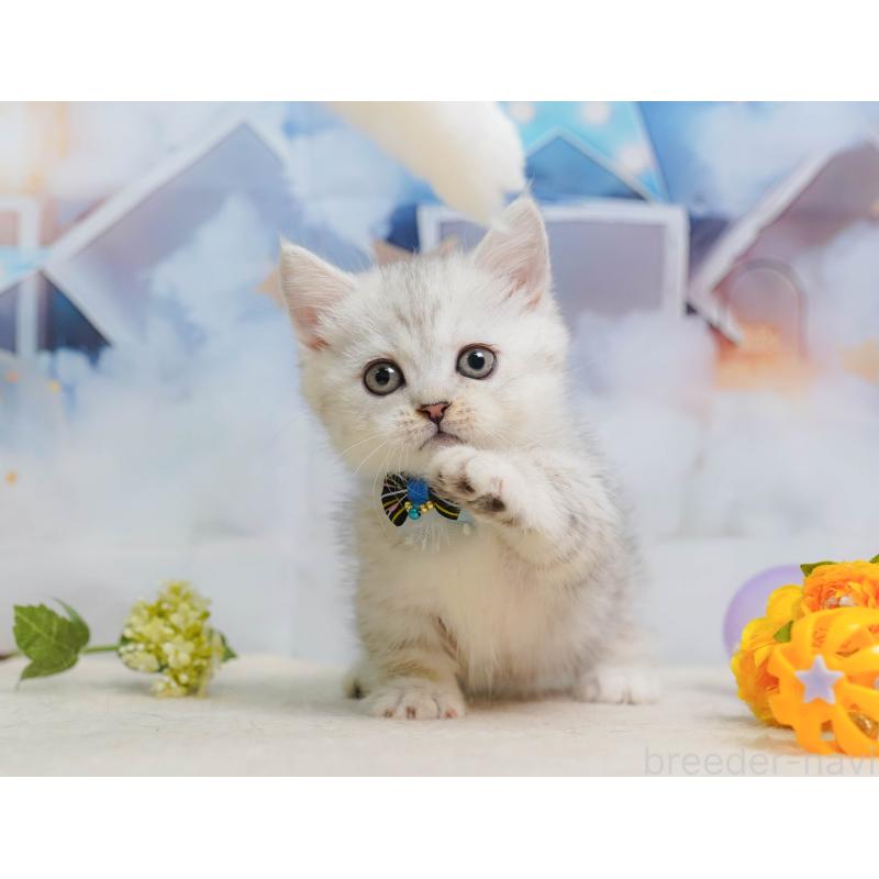 販売中の埼玉県のミヌエット-138584の5枚目