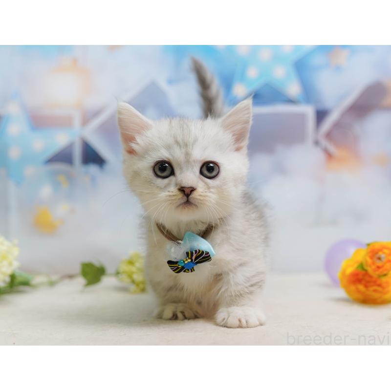 販売中の埼玉県のミヌエット-138584の4枚目