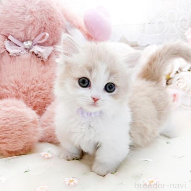 販売中の滋賀県のマンチカン(短足)-138585の4枚目