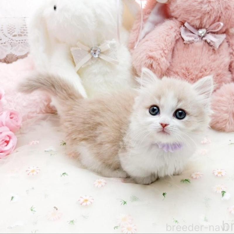 販売中の滋賀県のマンチカン(短足)-138585の3枚目