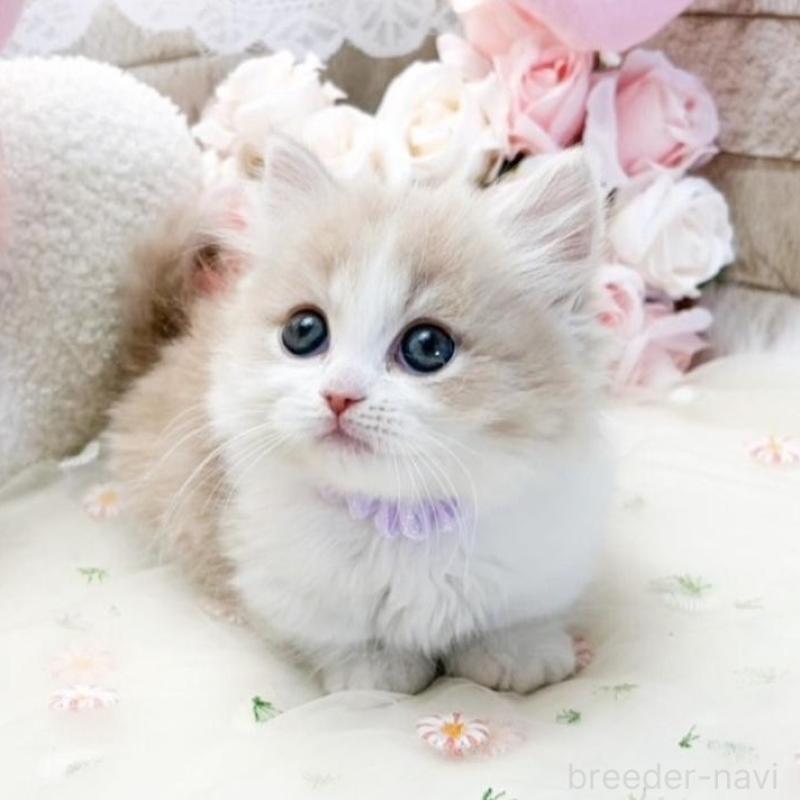 販売中の滋賀県のマンチカン(短足)-138585の1枚目