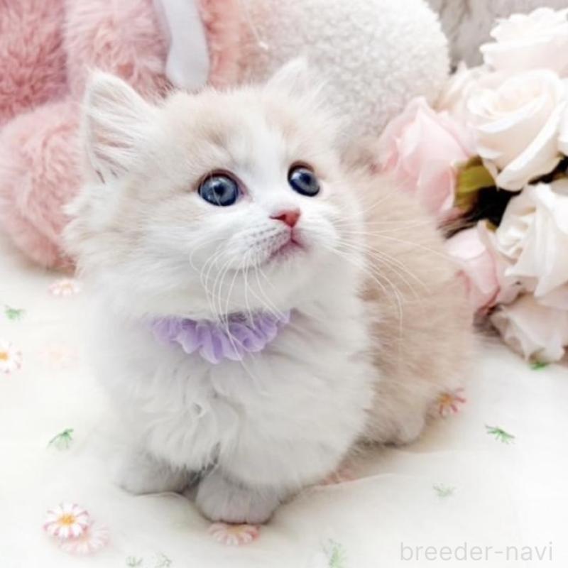 販売中の滋賀県のマンチカン(短足)-138585の2枚目