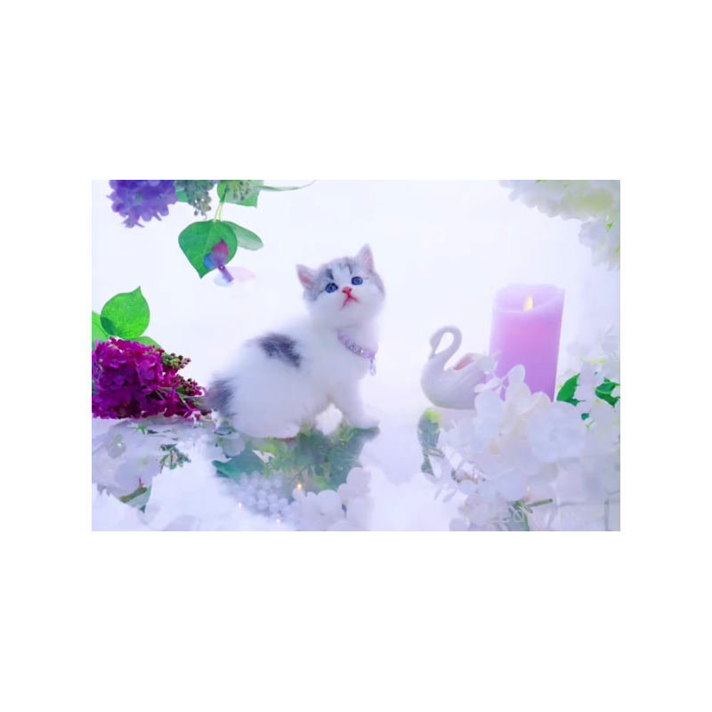 販売中の岐阜県のラガマフィン-138587の3枚目