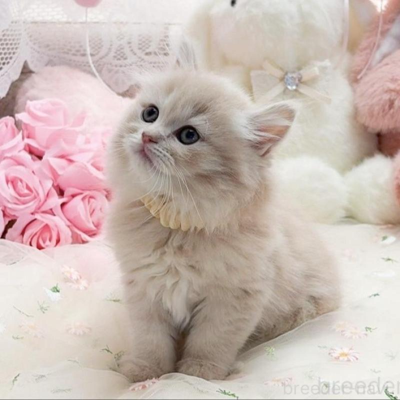 販売中の滋賀県のマンチカン-138586の4枚目