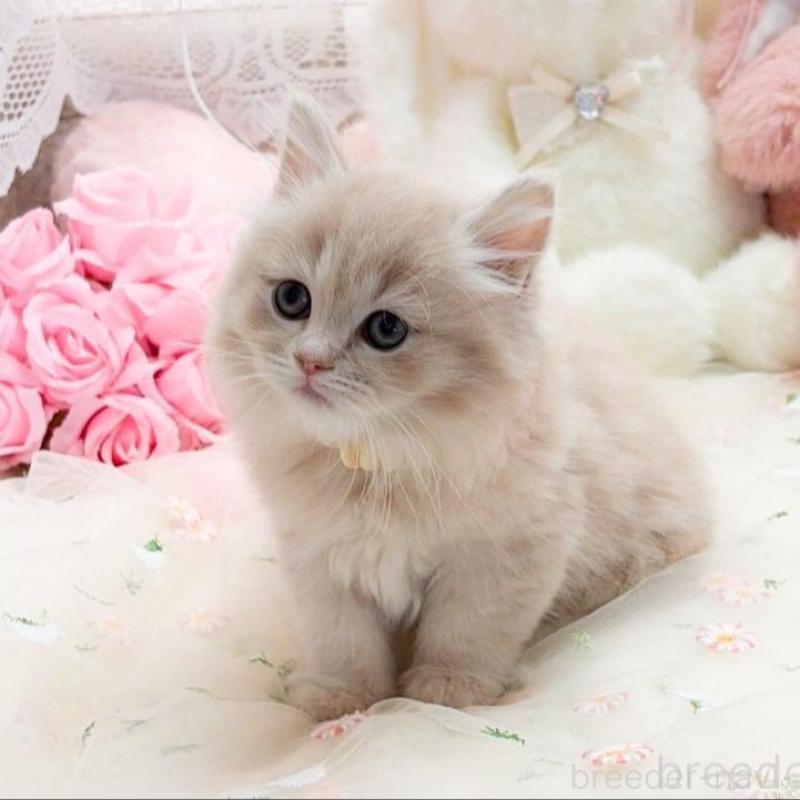 販売中の滋賀県のマンチカン-138586の3枚目