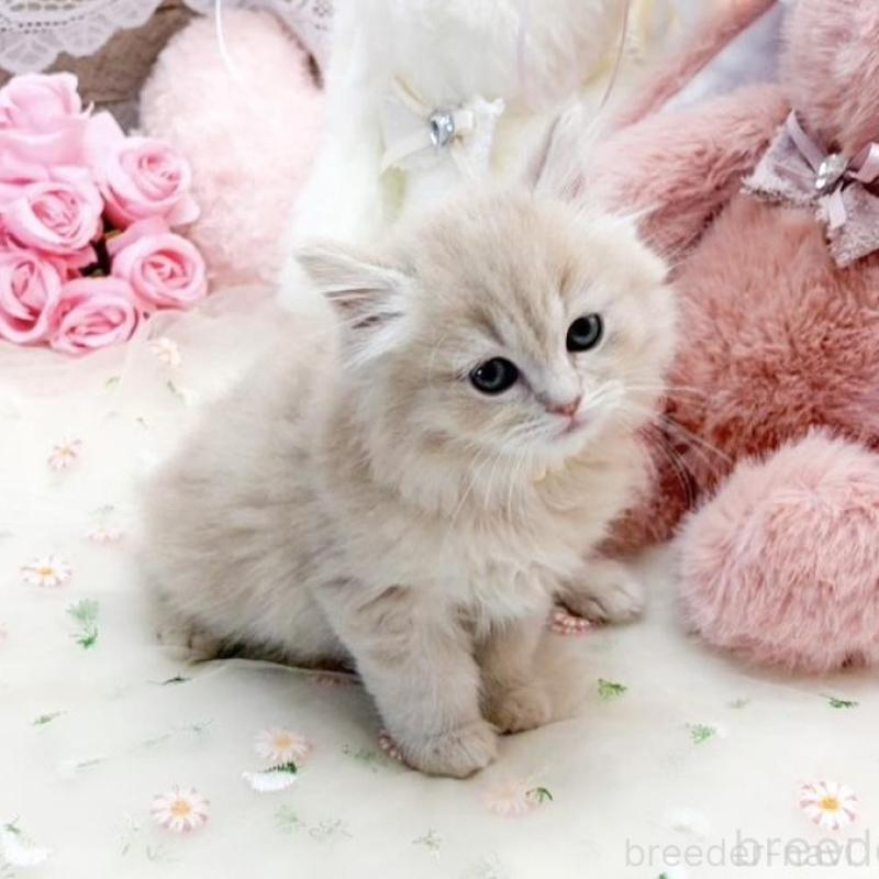 販売中の滋賀県のマンチカン-138586の2枚目