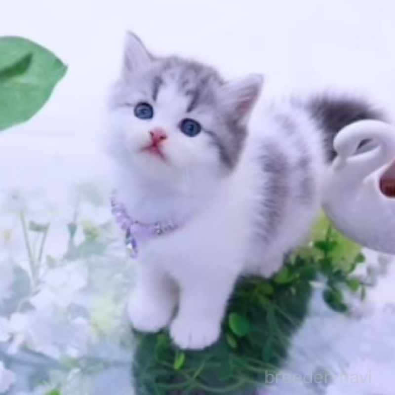 販売中の岐阜県のラガマフィン-138587の1枚目