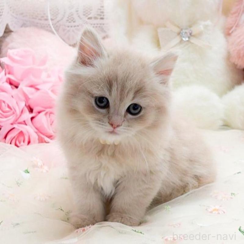 販売中の滋賀県のマンチカン-138586