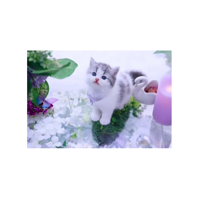 販売中の岐阜県のラガマフィン-138587の2枚目