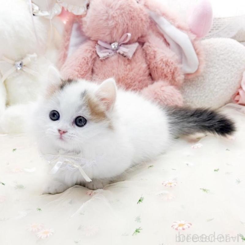 販売中の滋賀県のマンチカン(短足)-138588の4枚目