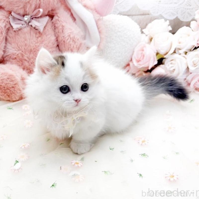 販売中の滋賀県のマンチカン(短足)-138588の3枚目