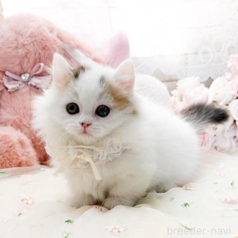 販売中の滋賀県のマンチカン(短足)-138588