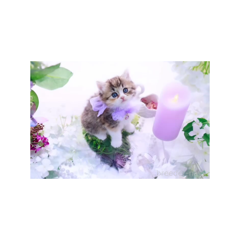 販売中の岐阜県のラガマフィン-138589の2枚目