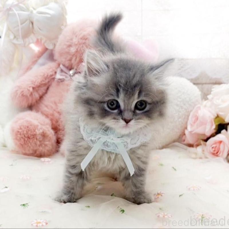 販売中の滋賀県のマンチカン-138590の3枚目