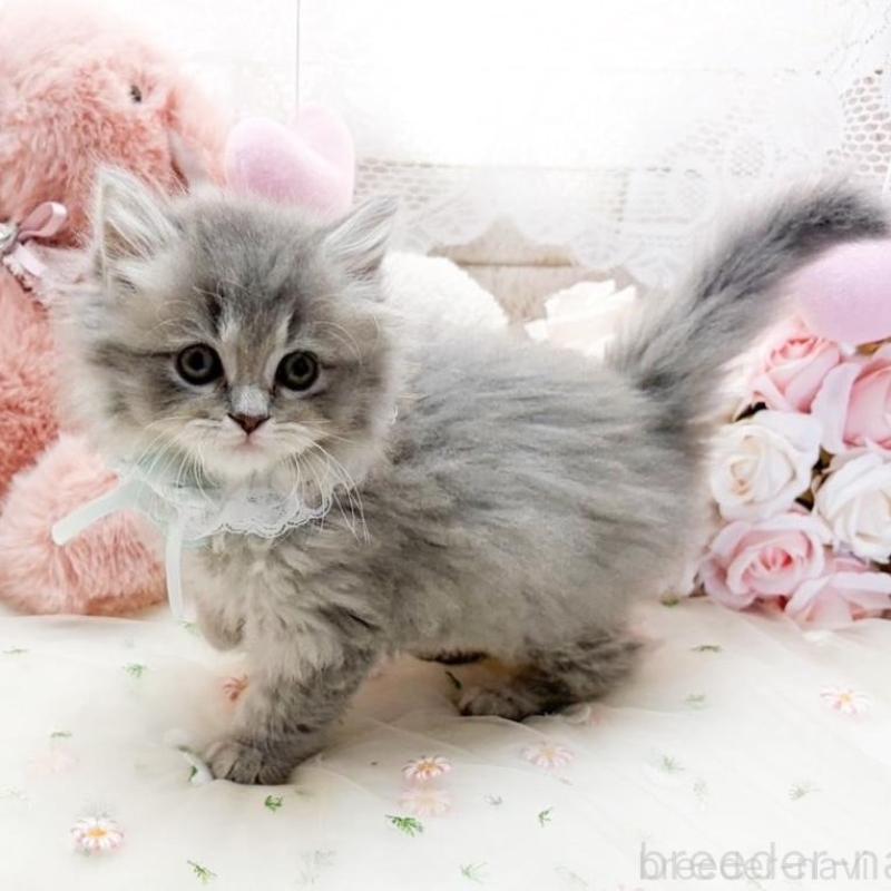 販売中の滋賀県のマンチカン-138590の2枚目