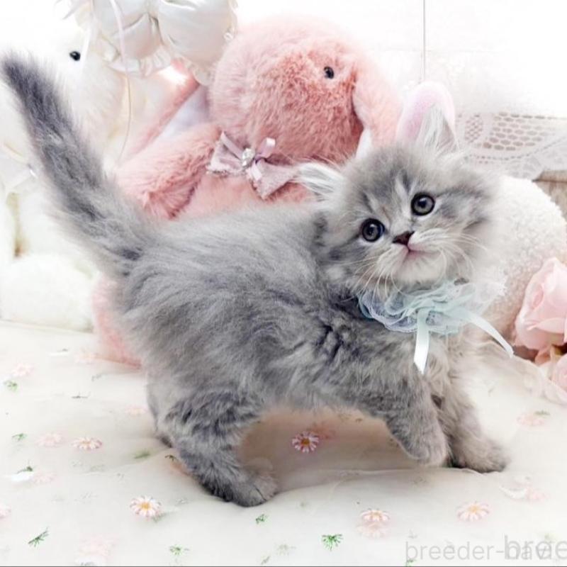 販売中の滋賀県のマンチカン-138590