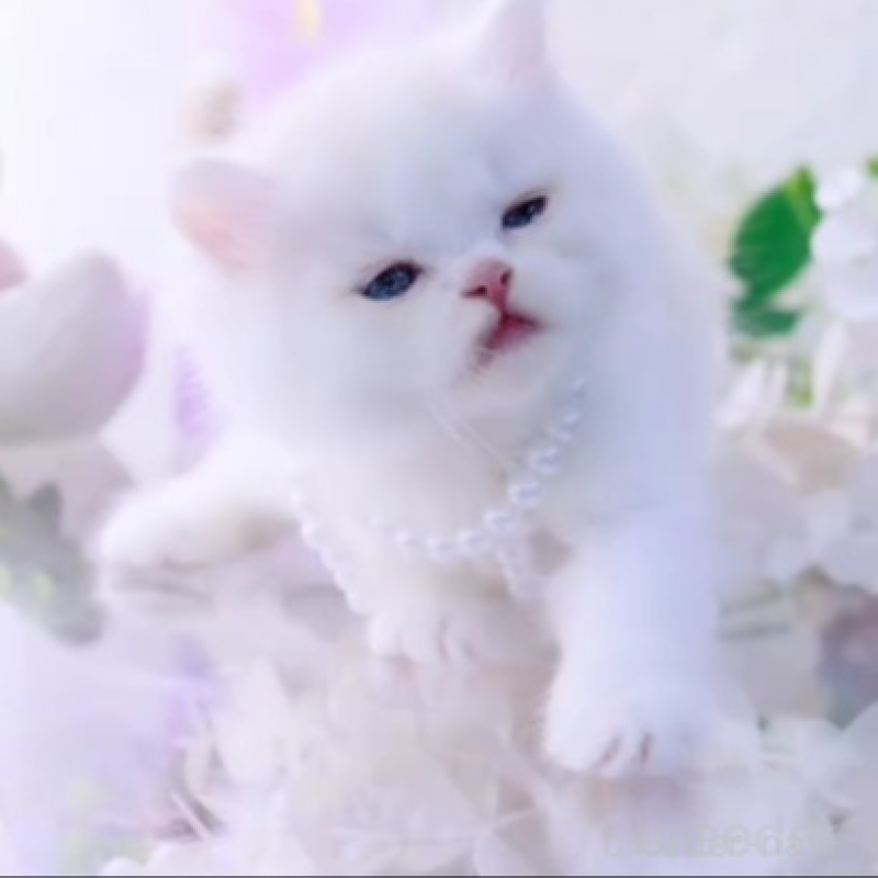 販売中の岐阜県のラガマフィン-138591の1枚目