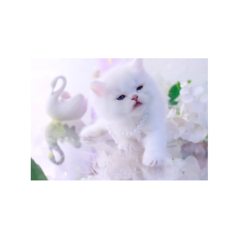 販売中の岐阜県のラガマフィン-138591の2枚目