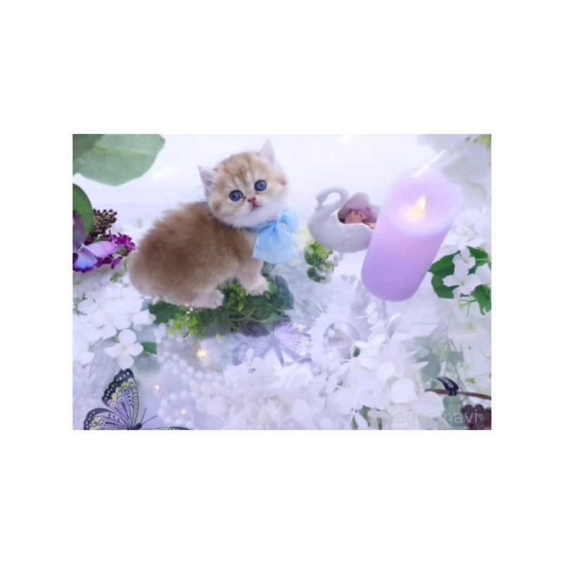 販売中の岐阜県のブリティッシュショートヘア-138592の2枚目