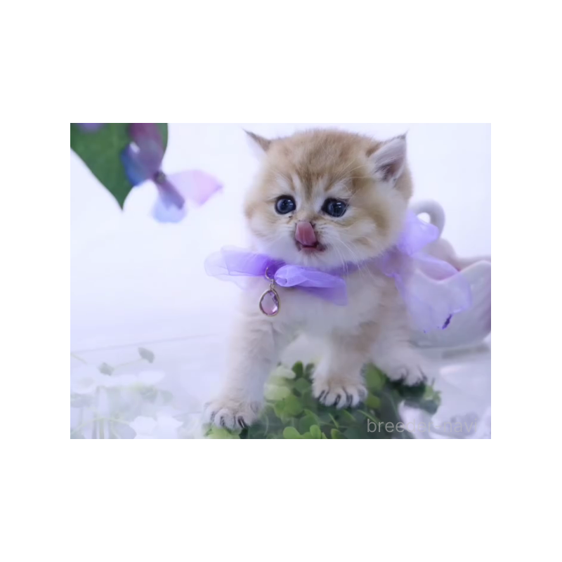 販売中の岐阜県のブリティッシュショートヘア-138593の2枚目