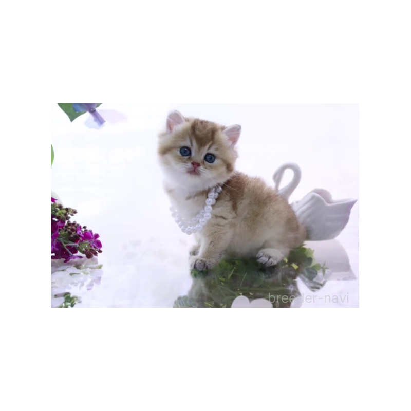 販売中の岐阜県のブリティッシュショートヘア-138594の2枚目